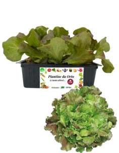 Lattuga canasta chiara pack da 9 piantine