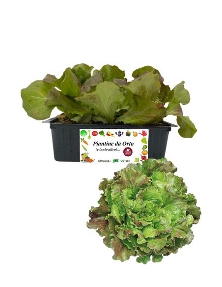 Lattuga canasta chiara pack da 9 piantine