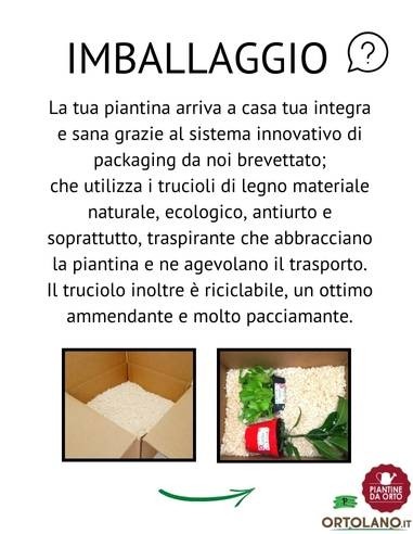 Lattuga canasta chiara pack da 9 piantine