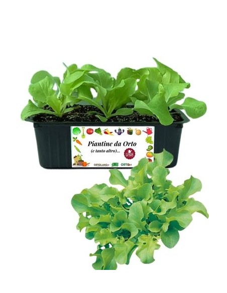 Lattuga foglia di quercia pack da 9 piantine