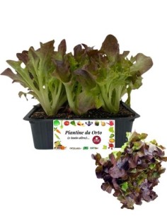 Lattuga Foglia di Quercia Rossa pack da 9 piantine