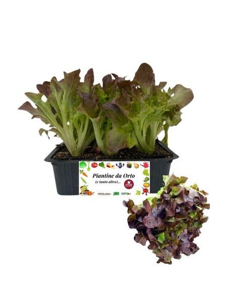 Lattuga Foglia di Quercia Rossa pack da 9 piantine