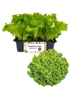 Lattuga gentile pack da 9 piantine