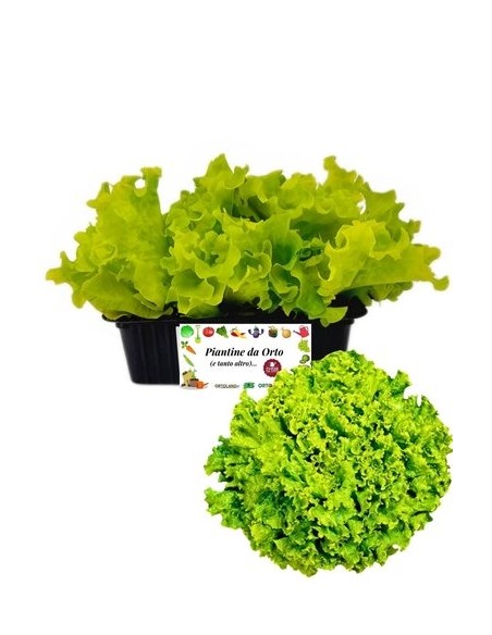 Lattuga lollo bionda pack da 9 piantine
