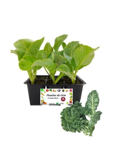 Cavolo riccio ornamentale verde pack da 6 piante