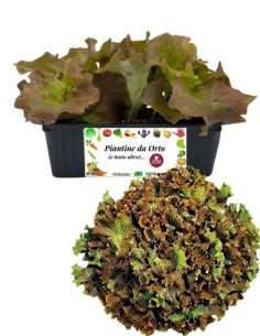 Lattuga lollo rossa pack da 8 piantine
