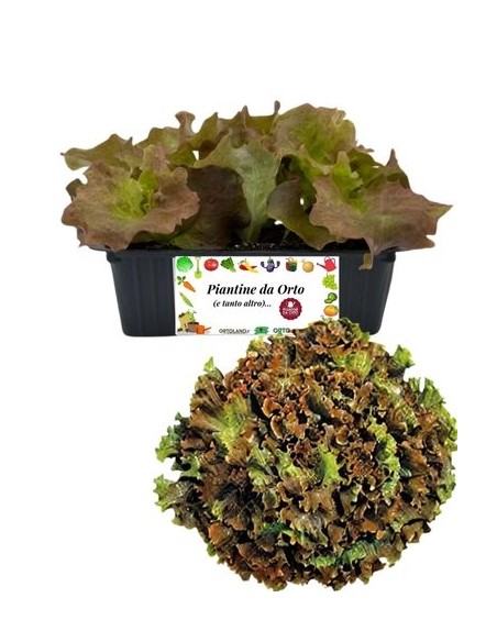 Lattuga lollo rossa pack da 8 piantine