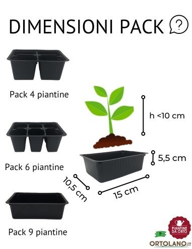 Cavolo riccio ornamentale verde pack da 6 piante