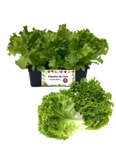 Lattuga multifoglia verde pack da 9 piantine