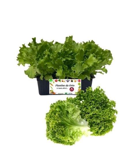 Lattuga multifoglia verde pack da 9 piantine