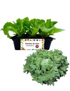 Lattuga regina dei ghiacci pack da 9 piantine