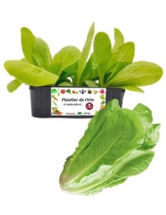 Lattuga romana pack da 8 piantine