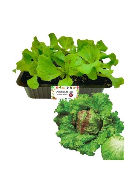 Lattuga unicum pack da 9 piantine