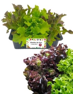 Lattuga bicolor pack da 9 piantine