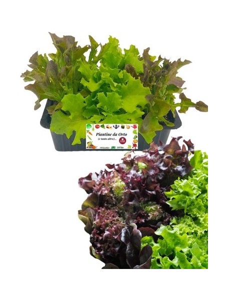 Lattuga bicolor pack da 9 piantine