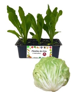 Radicchio bianco tardivo pack da 9 piantine