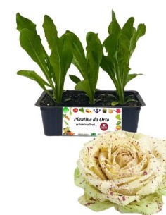 Radicchio castelfranco precoce pack da 9 piantine