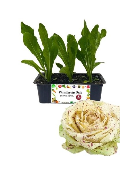 Radicchio castelfranco precoce pack da 9 piantine