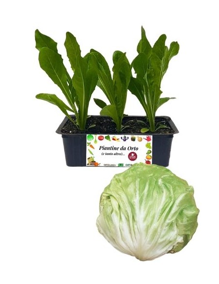 RADICCHIO GIALLO TARDIVO pack da 9 piantine