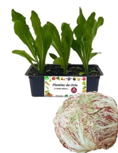 RADICCHIO LUSIA TARDIVO pack da 9 piantine
