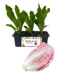 Radicchio rosa mantovano pack da 9 piantine