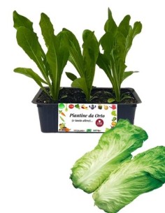 Radicchio pan di zucchero pack da 9 piantine