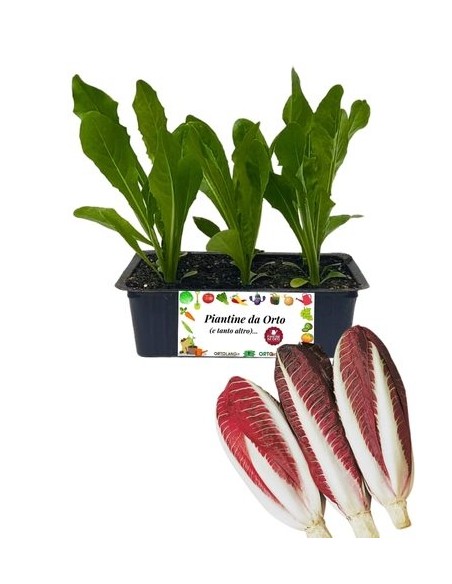 Radicchio Treviso Tardivo pack da 9 piantine