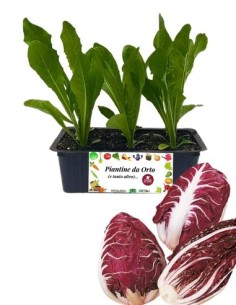 RADICCHIO VERONA COSTA ROSSA pack da 9 piantine