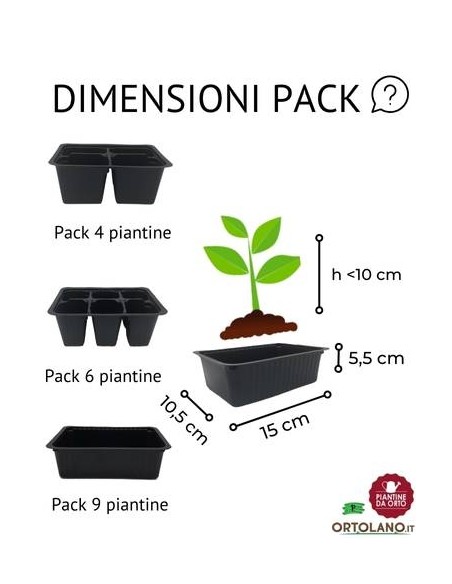 RADICCHIO VERONA COSTA ROSSA pack da 9 piantine
