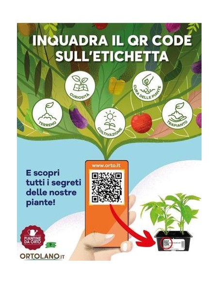 RADICCHIO VERONA COSTA ROSSA pack da 9 piantine