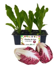 Radicchio Verona Tardivo pack da 8 piantine