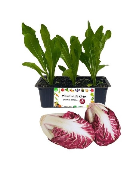 Radicchio Verona Tardivo pack da 8 piantine