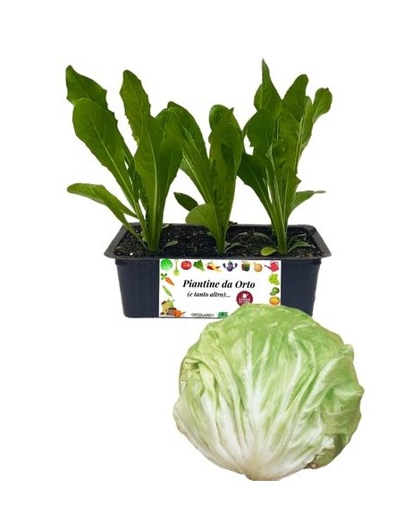 Radicchio Bianco di Milano pack da 9 piantine