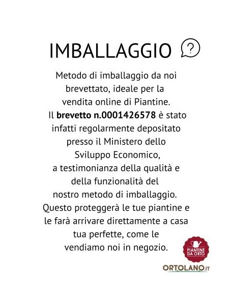 Basilico Linea gold pack da 2 piante