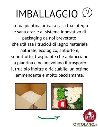 Prezzemolo Linea gold pack da 2 piante