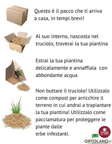 Prezzemolo Linea gold pack da 2 piante