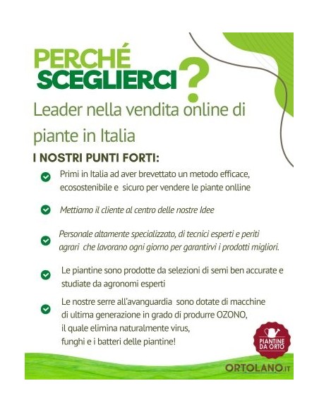 Zucca quintale Linea gold pack da 2 piante