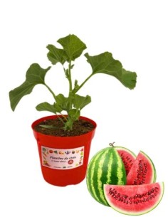 Anguria innestata (vaso diametro 14)