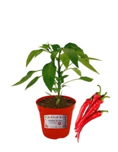 PEPERONCINO PICCANTE LUNGO INNESTATO vaso diamentro 14