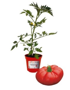 Pomodoro cuore di bue innestato (vaso diametro 14)