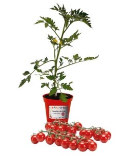 Pomodoro ciliegia innestato (vaso diametro 14)
