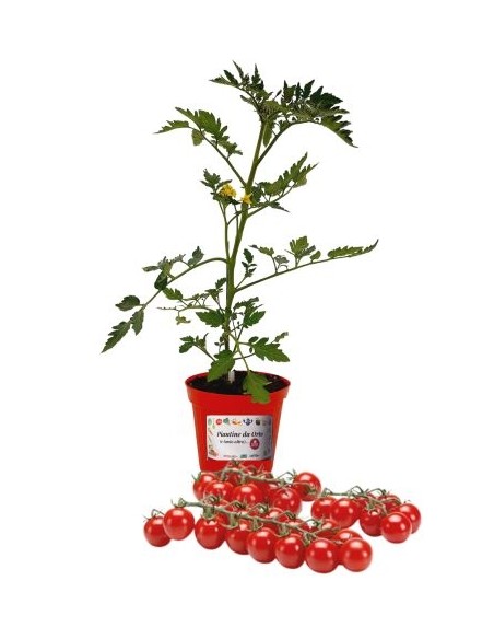 Pomodoro ciliegia innestato (vaso diametro 14)