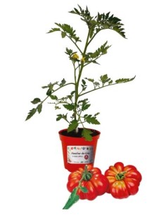 Pomodoro costoluto innestato (vaso diametro 14)