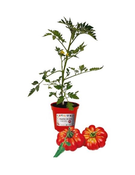 Pomodoro costoluto innestato (vaso diametro 14)