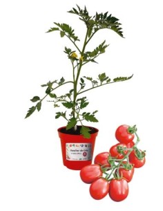 Pomodoro datterino innestato (vaso diametro 14)