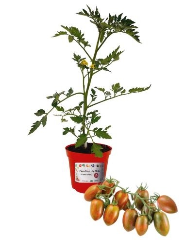 POMODORO DATTERINO ZEBRATO innestato vaso diametro 14