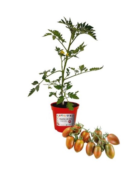 POMODORO DATTERINO ZEBRATO innestato vaso diametro 14