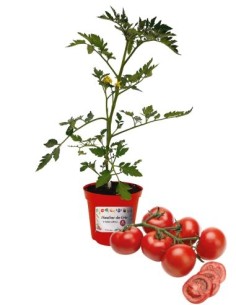 Pomodoro grappolo innestato (vaso diametro 14)