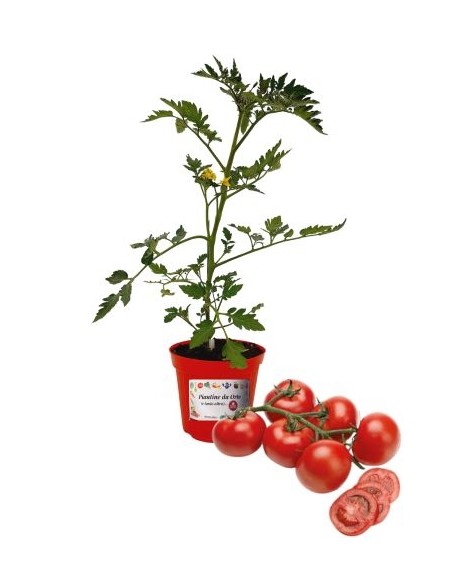 Pomodoro grappolo innestato (vaso diametro 14)
