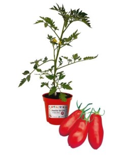 Pomodoro san marzano innestato (vaso diametro 14)